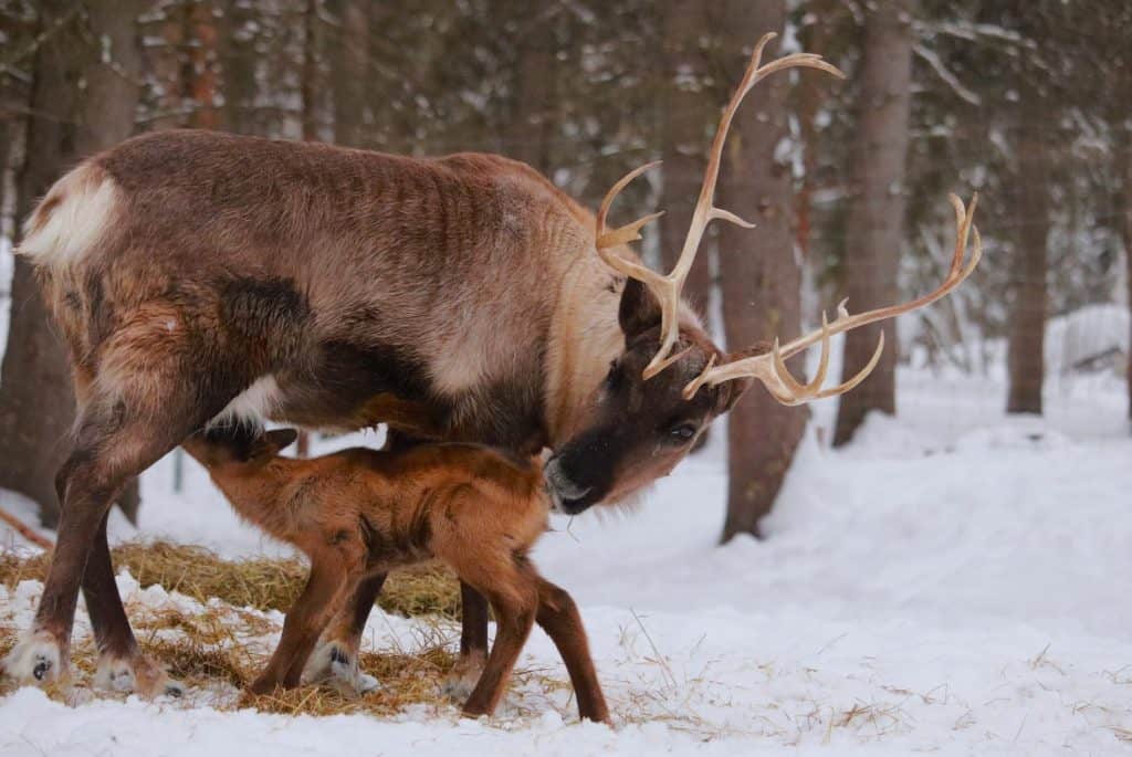 Alaskan Reindeer during Calving Season