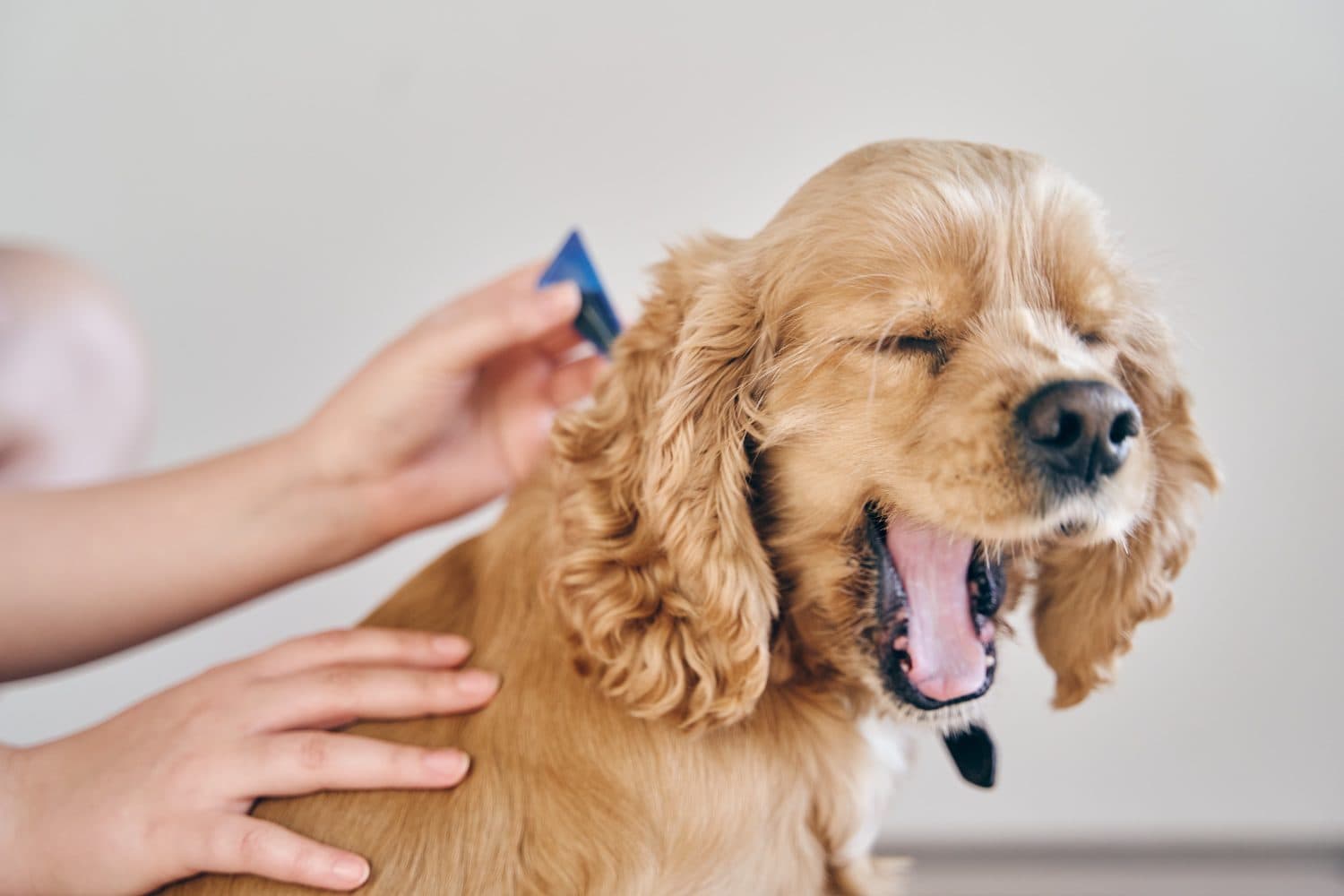  The dog is dripped on the withers with a parasite remedy
