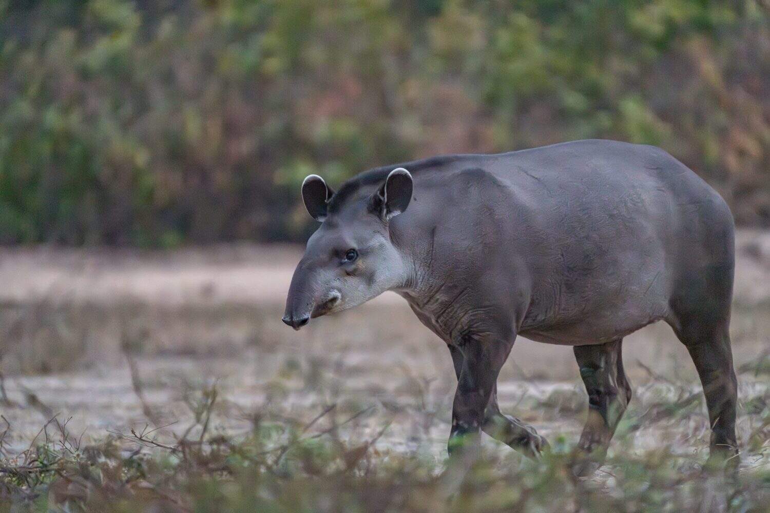 Tapir walking by but keeping an eye on the camera in the Pantanal Brazil.