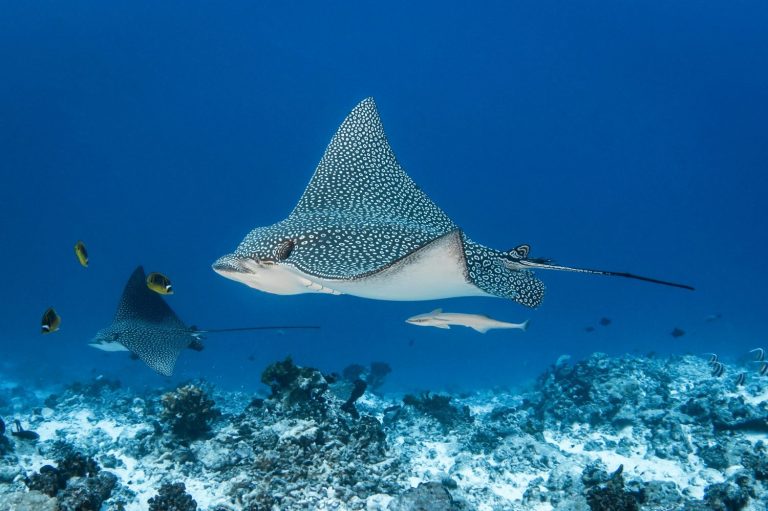 Eagle ray, French Polynesia, south Pacific