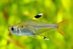 X-ray tetra