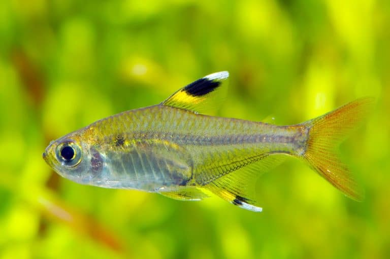 X-Ray Tetra