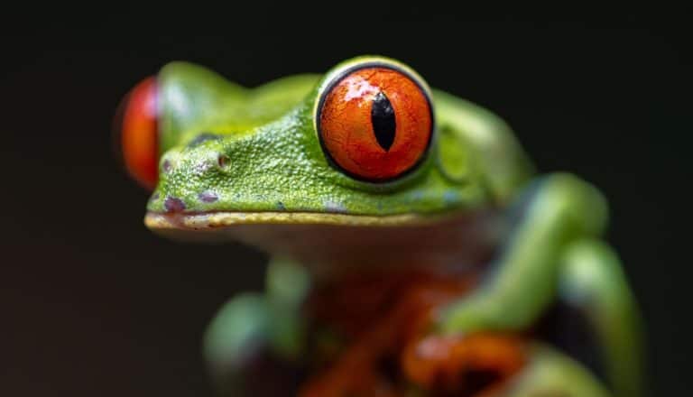 Red-eyed tree frog in Costa Rica