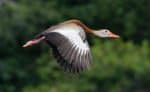 Black-bellied Whistling-Duck