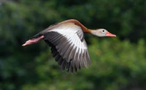A black-bellied whistling duck during the flight