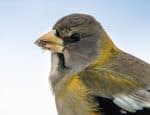 Evening Grosbeak