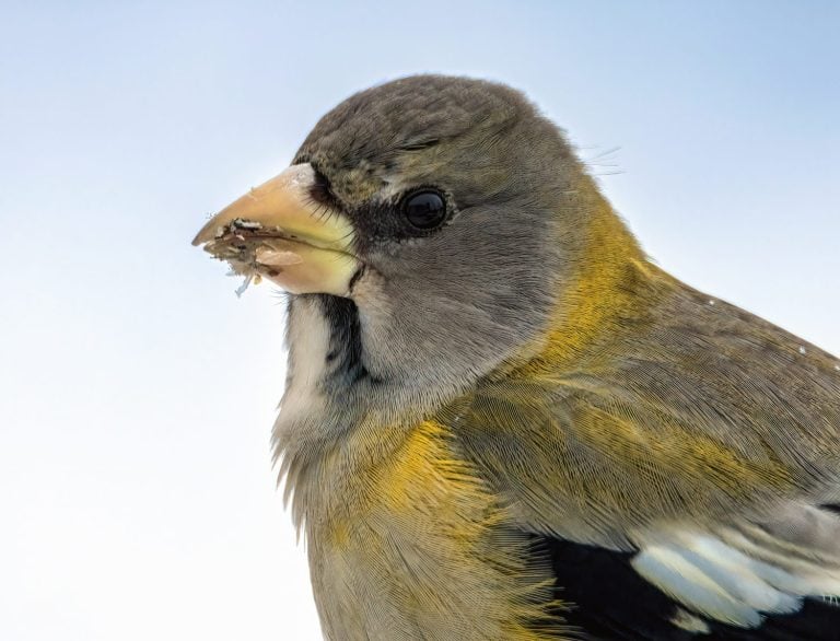 Evening Grosbeak