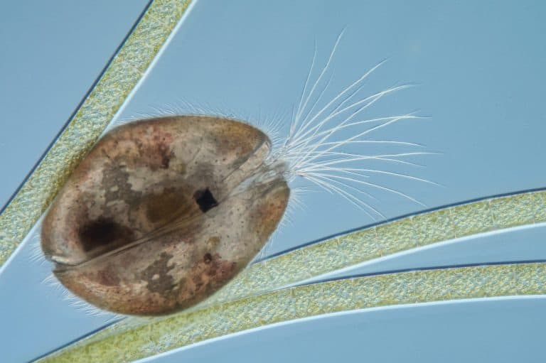 Ostracod