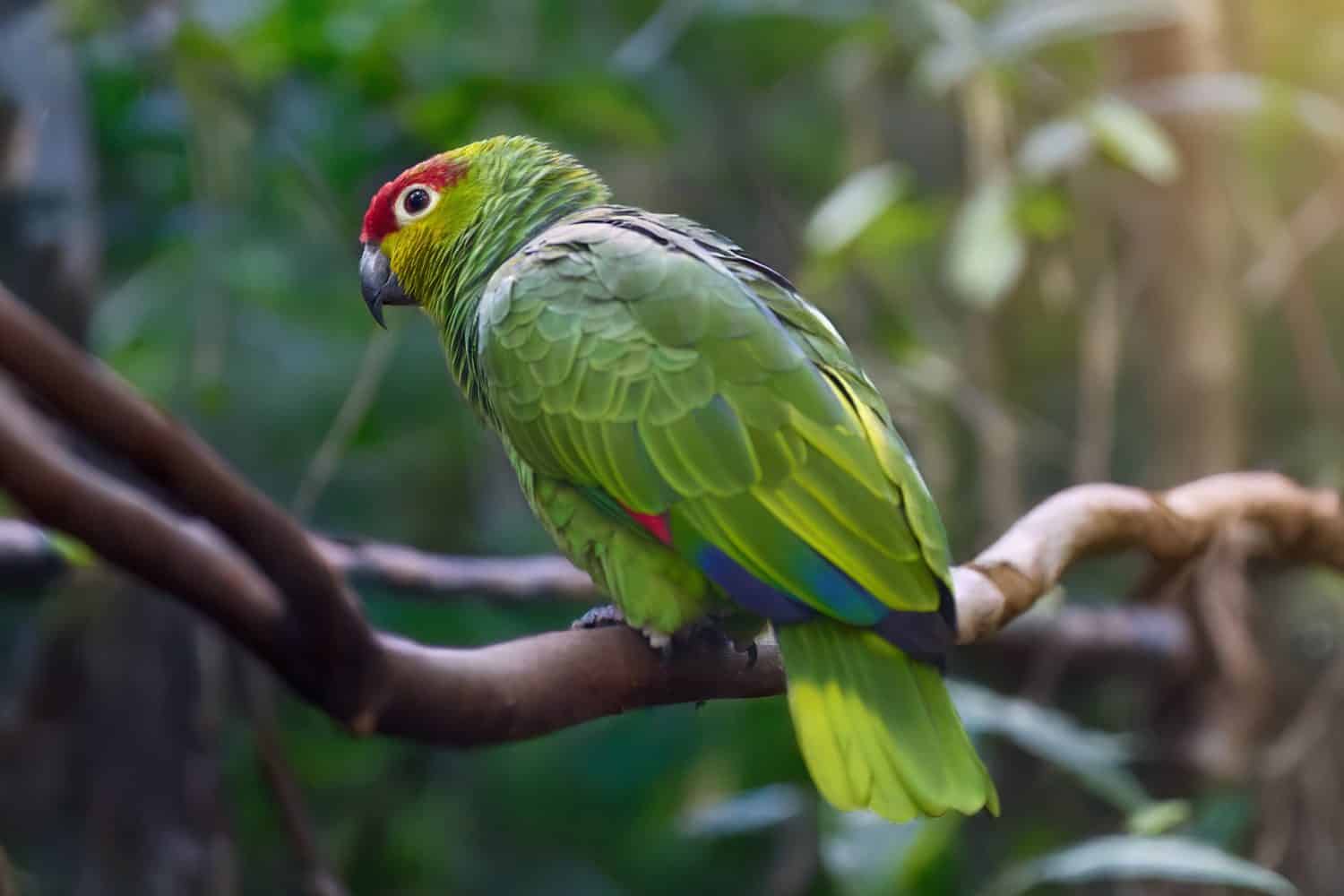 Vibrant Red-crowned amazon, Amazona viridigenalis in a Tropical Setting. Ideal for Birdwatching Themes, Wildlife Photography, and Conservation Projects.