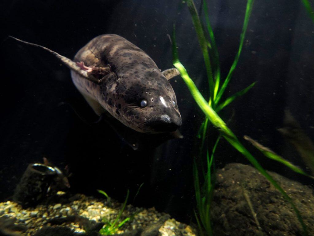 A West african lungfish Protopterus annectens underwater portrait
