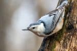 Nuthatch