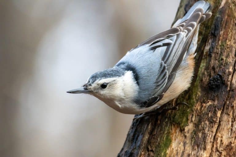 Nuthatch