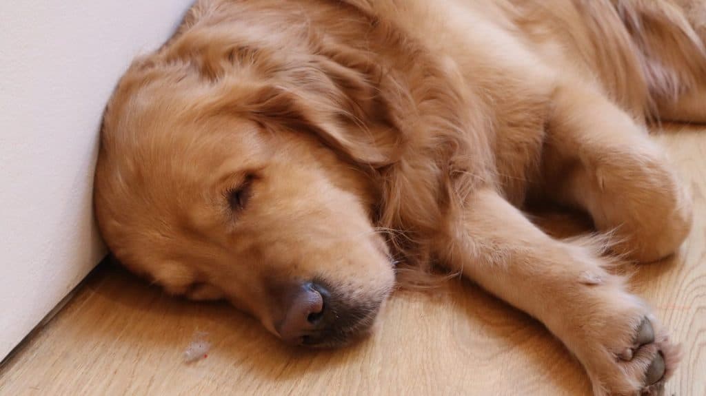 A large golden retriever puppy with a crying face lying down