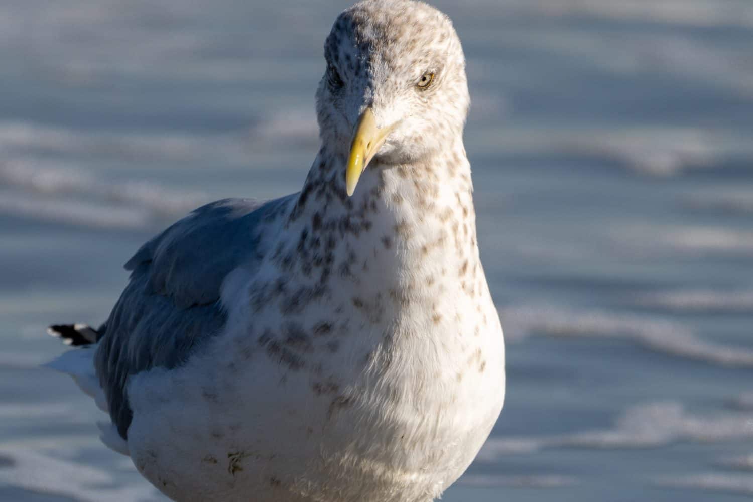 Close up of Seagull staring