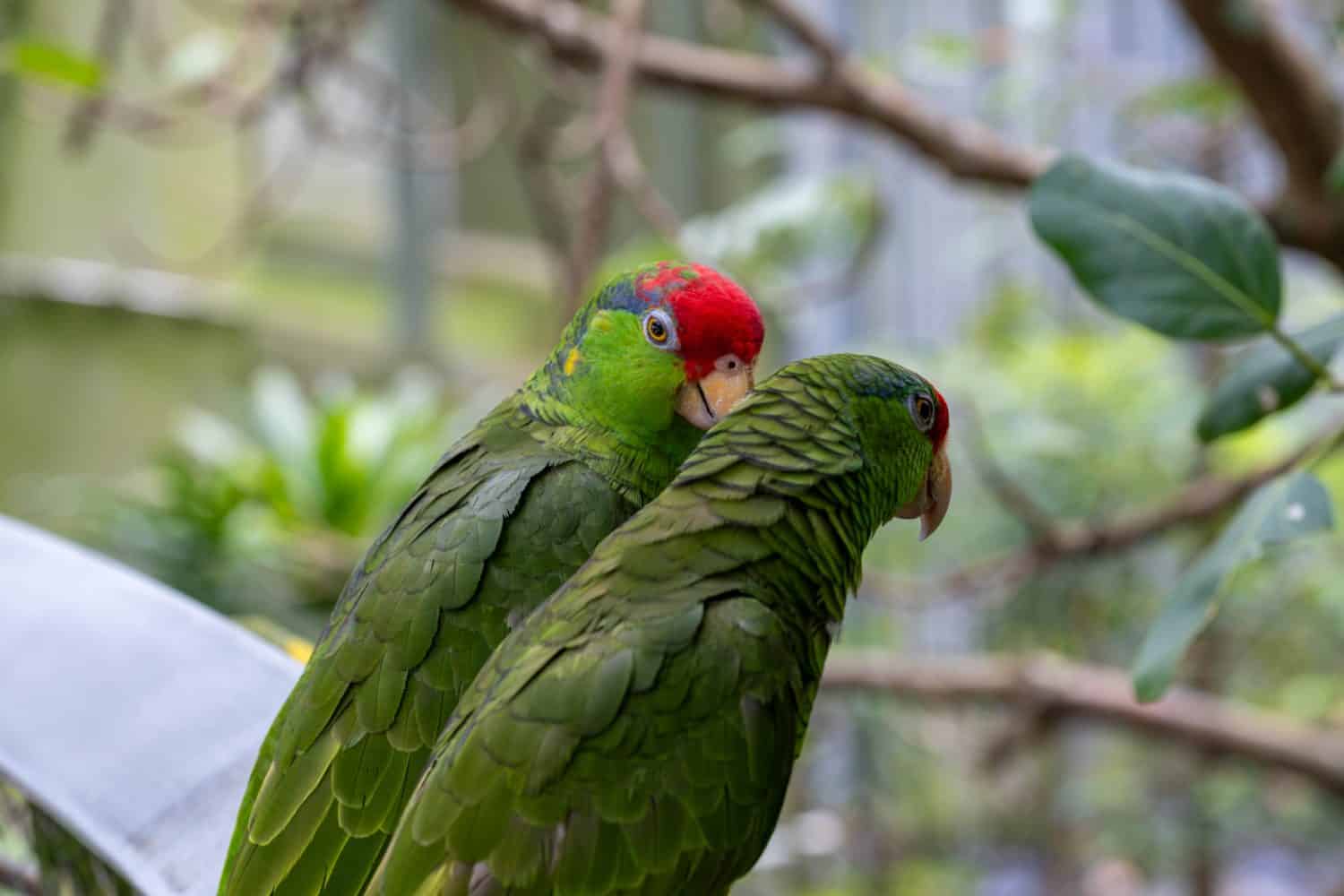 Red-crowned Amazon giving the side-eye
