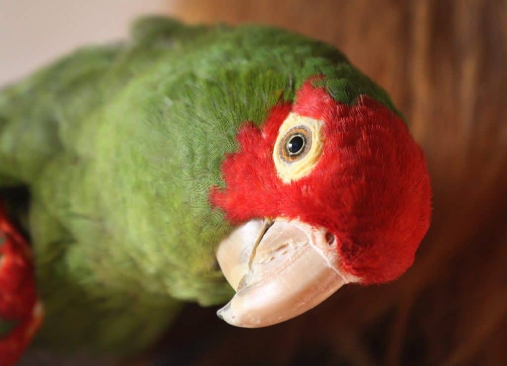 Portrait of a green parrot of the Red-crowned amazon breed.
