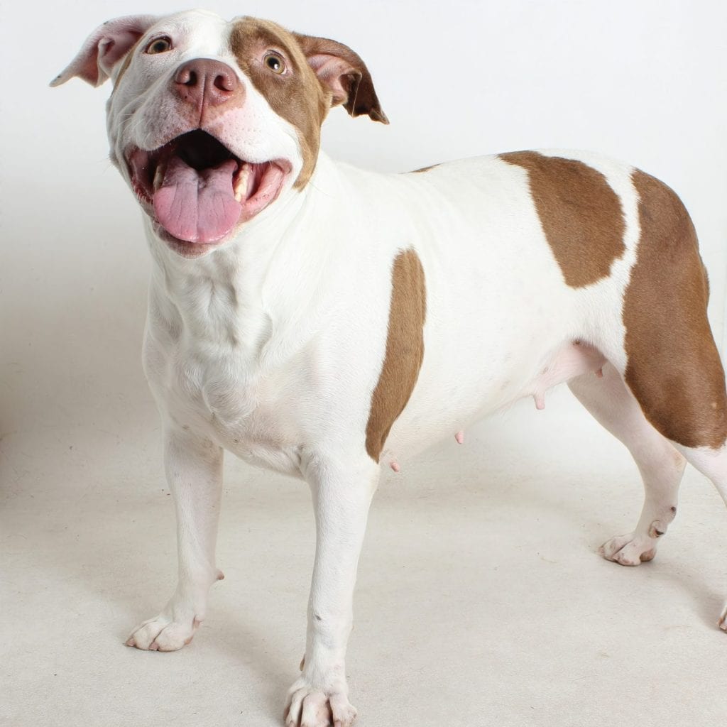 Joyful Stance: A happy brown and white pit bull mix stands with mouth wide open in a playful smile, exuding warmth and friendliness in a bright indoor portrait