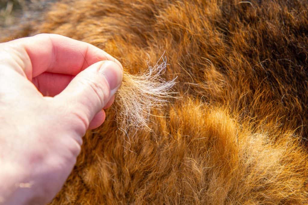 shedding german shepherd. dog's coat changing in spring. person holding dog's fur in hand while combing. caring for a pet.