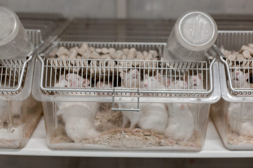 Laboratory room with white test rabbits used for scientific research and medical testing. Sterile environment showcasing animal testing conditions in modern pharmaceutical or biotech labs.