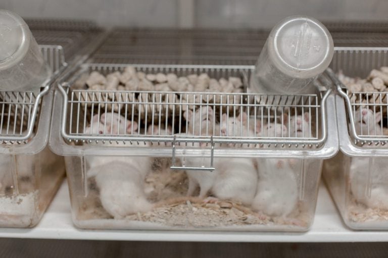 Colgate Animal Testing The Ethics and Reality of Animal Testing in Modern Medicine - A-Z Animals