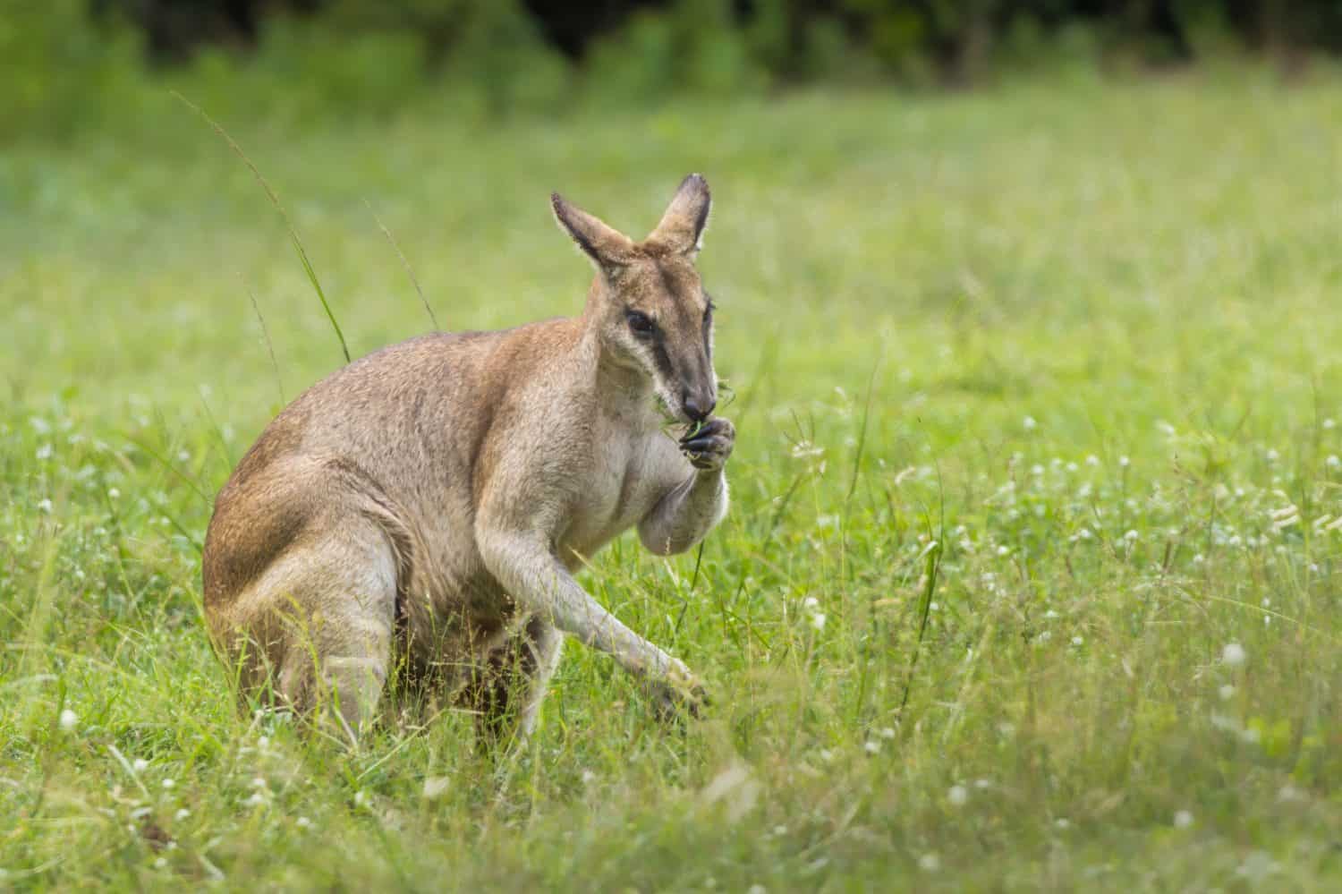 Wallaby are good at eating grass