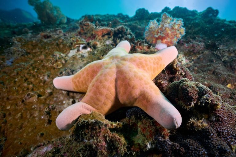 Cushion starfish resting on reef floor in Nha Trang Bay, Vietnam.