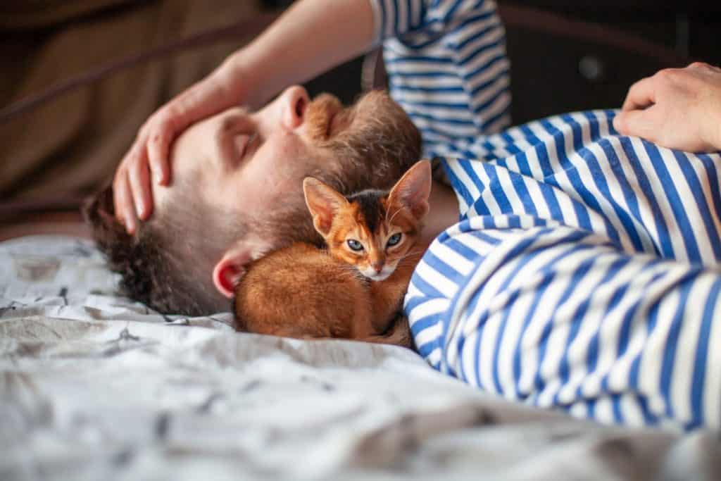 Lifestyle photo of little abyssinian ruddy kitten lying near sleeping man. Man holding hand on head. Cats treat humans and reduce stress, absorb bad energy. Fluffy doctor concept. Selective focus.