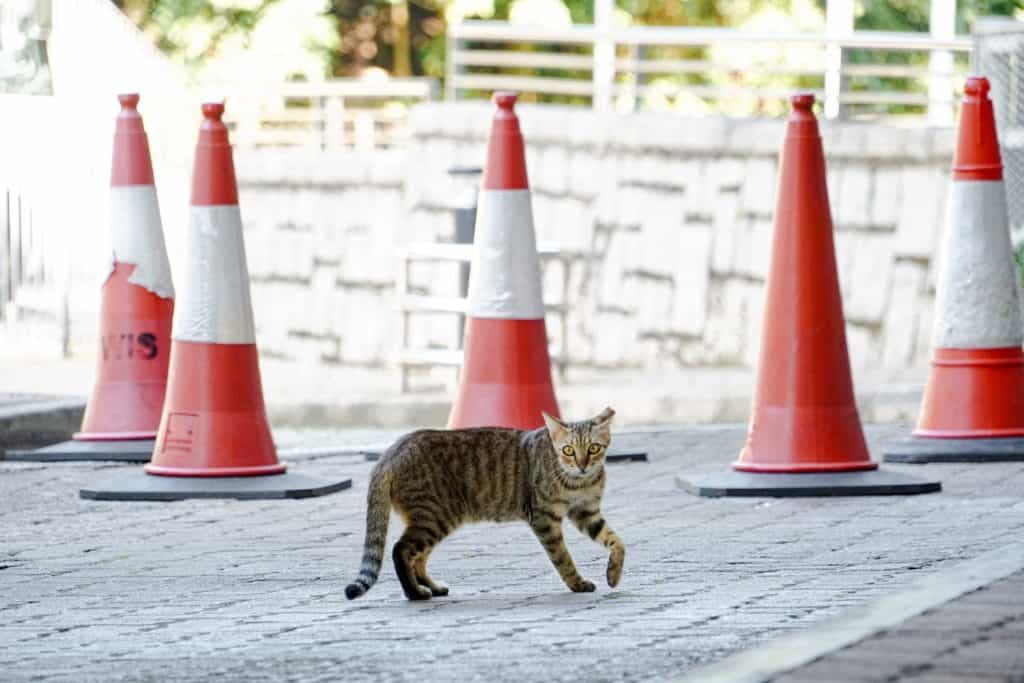 A photo of an orange cat walking across a road in a campus with several red traffic cones behind it. Shot in bright light with shallow depth of view.