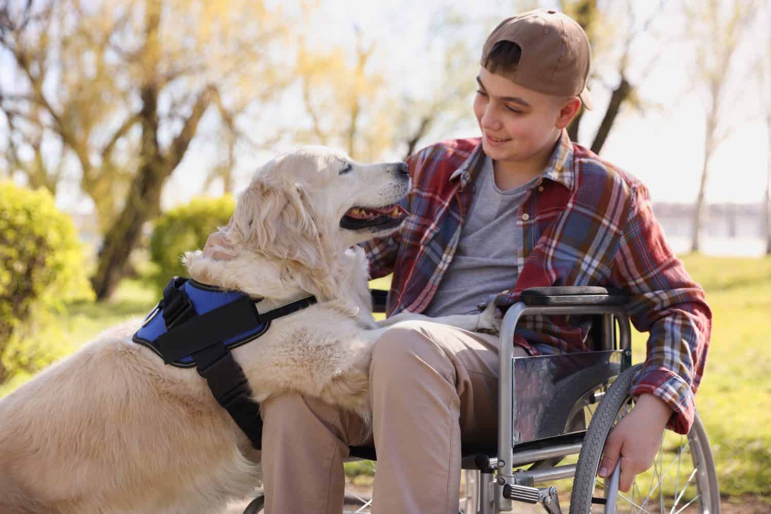 Teenage boy in wheelchair with his service dog at park