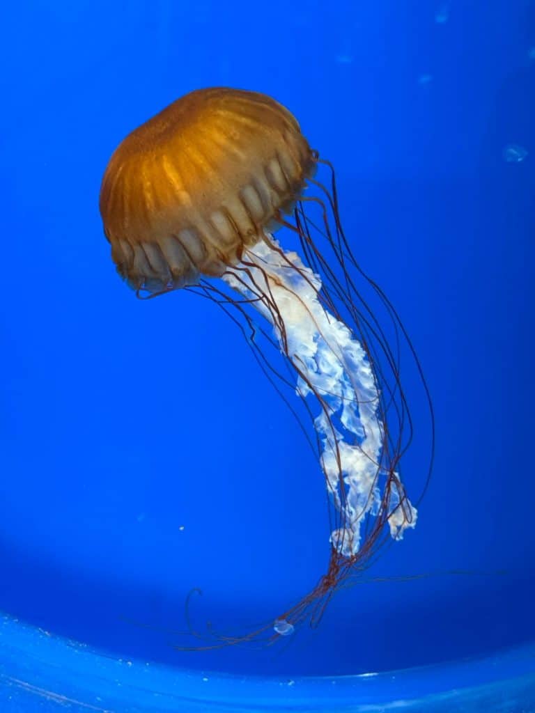 Jellyfish (Turritopsis dohrnii) in aquarium