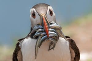 Atlantic Puffin returning from sea with a mouthful of sand eels to feed its young on Skomer Island