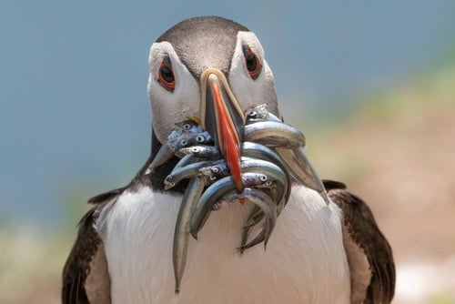 Puffin