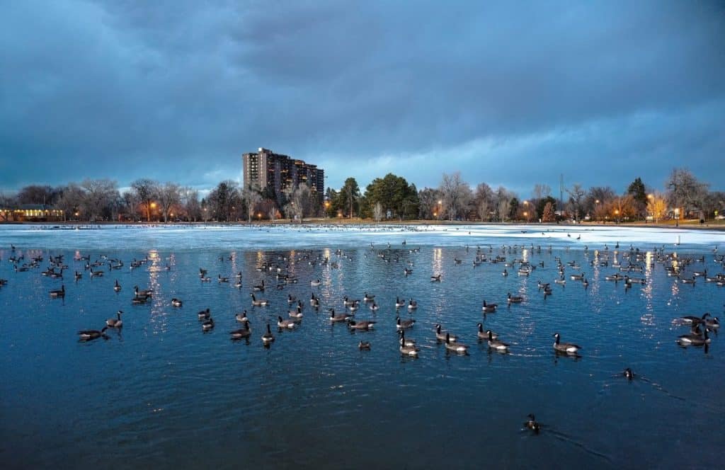 Smith Lake filled with Canadian Geese in Wintertime at Washington Park in Denver, Colorado.
