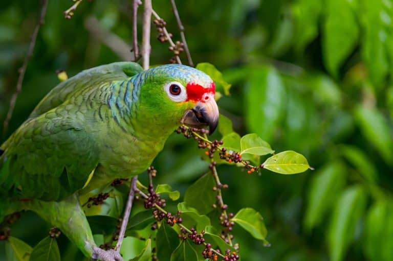 A vivid red-crowned Amazon parrot (Amazona viridigenalis) perched on a leafy branch, surrounded by lush green tropical vegetation. The parrot’s striking red forehead, emerald green feathers