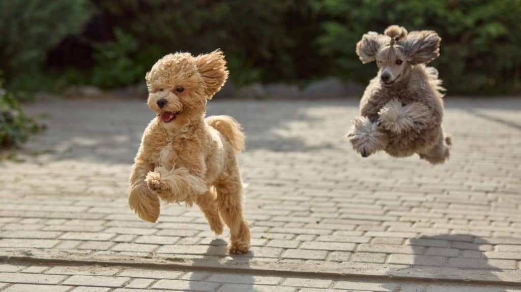 Run wild. Energetic little dogs joyfully leaping along a paved path against a sunny garden backdrop. Concept of blog content on active pet lifestyles, outdoor fitness brands