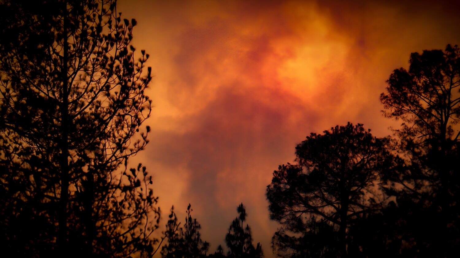 Forest Fire. Severe wildfire. Natural wildfire. Wildfire background