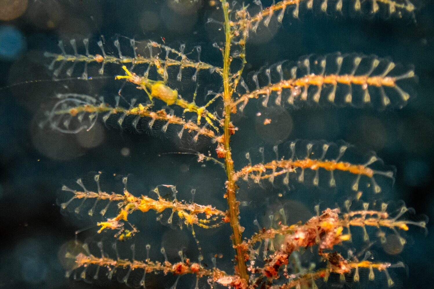 Skeleton shrimp, with a body as long as a matchstick, live in families.