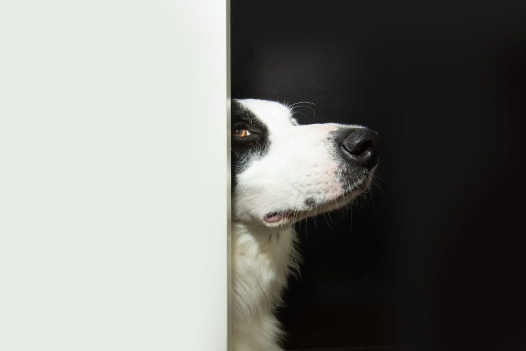 Profile intelligent border collie dog looking away making a proud face. Isolated on white background through a white wall