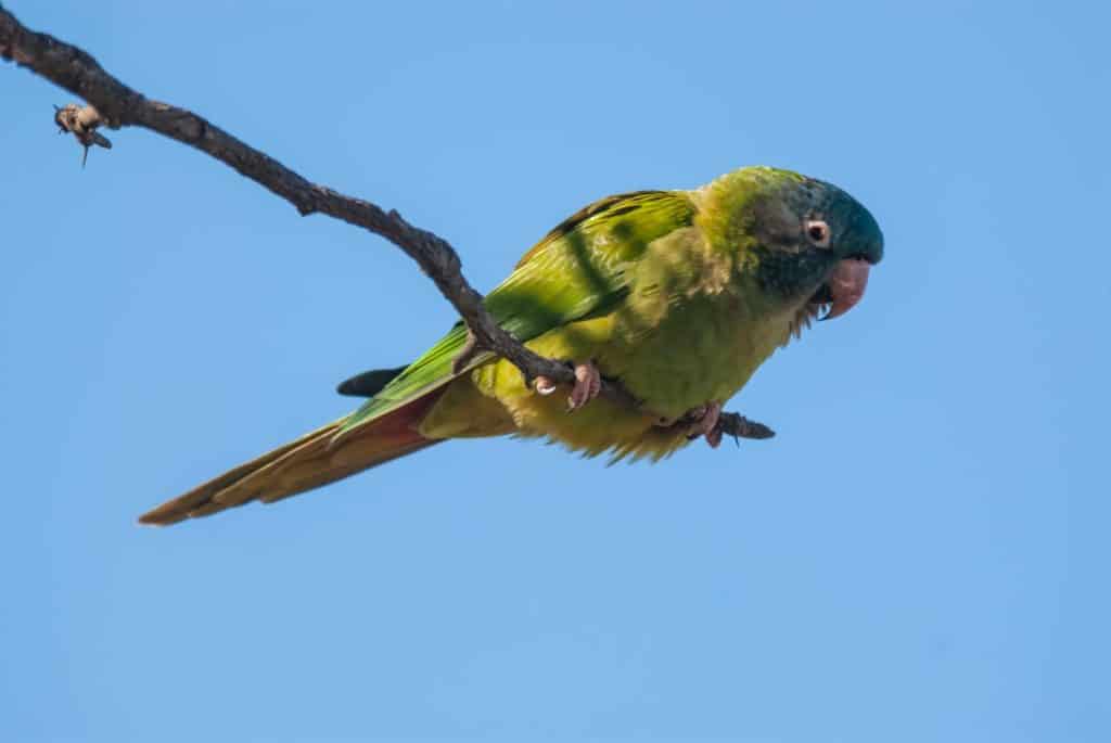 Blue crowned Parakeet ,Thectocercus acuticaudatus, Close up in Caldén Forest, La Pampa, Argentina .