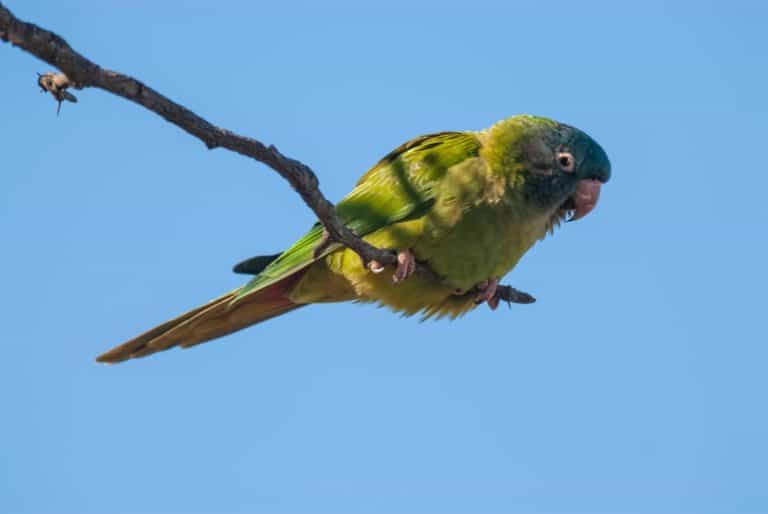 Blue crowned Parakeet ,Thectocercus acuticaudatus, Close up in Caldén Forest, La Pampa, Argentina .