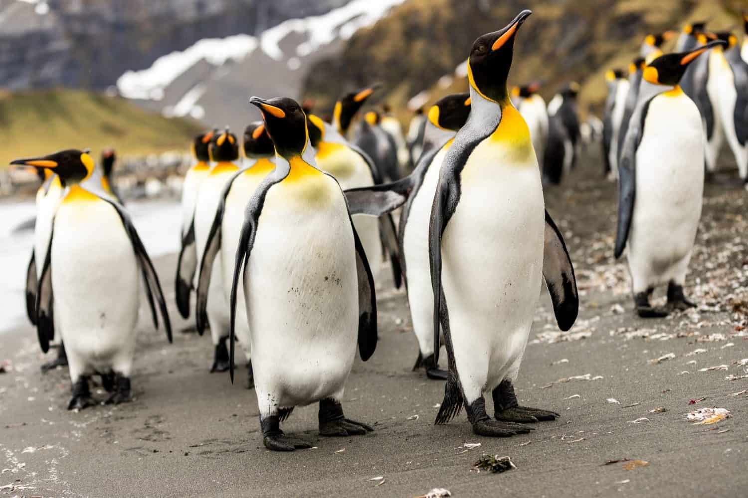 Gold Harbour, South Georgia - outstanding wild nature of the South Atlantic with penguin colonies and seabirds.