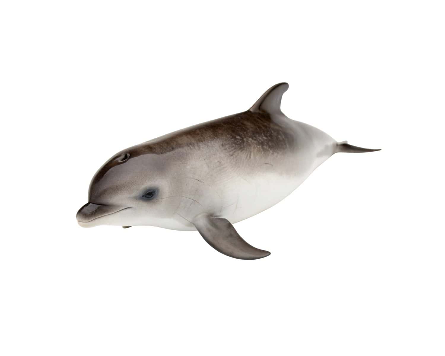 a vaquita porpoise is isolated on a white background, showcasing its unique features