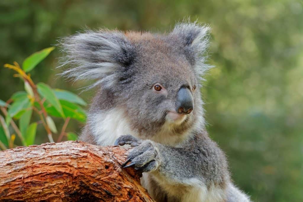 Portrait of a cute koala (Phascolarctos cinereus) sitting in a tree, South Australia