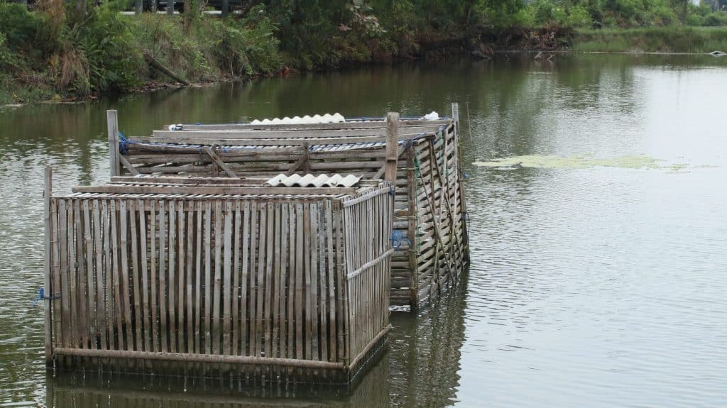 bamboo cages for milkfish farming in ponds