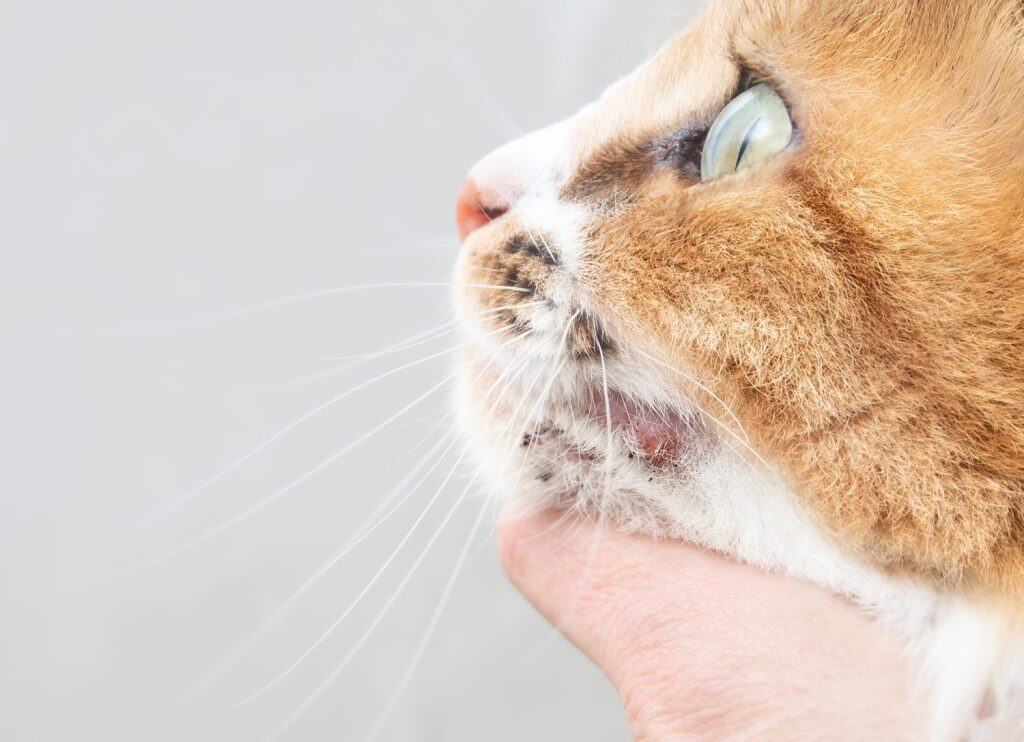 Cat with acne on chin. Examination of cat with pimples or bumps around the mouth by veterinarian or pet owner. Pet allergies, hypersensitivities or poor hygiene. Selective focus on one pimple.