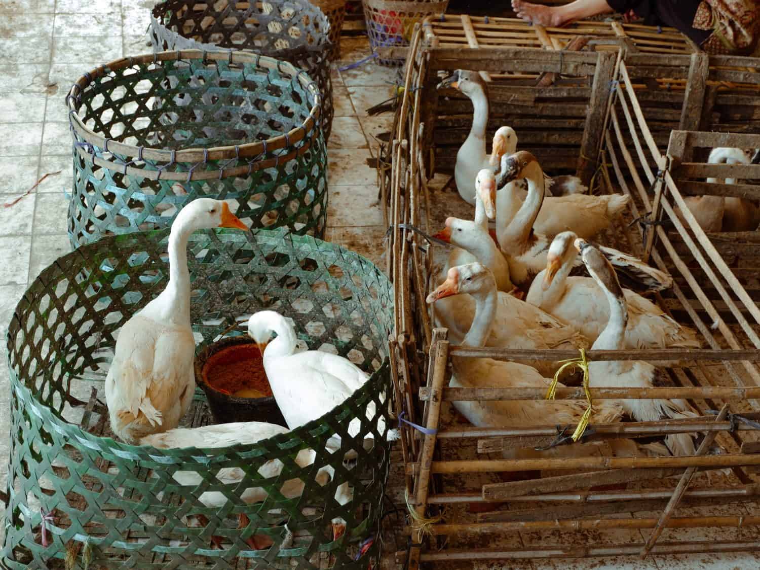 A group of white geese and ducks confined in wooden and wicker baskets at an outdoor live poultry market. The birds are awaiting sale for consumption.