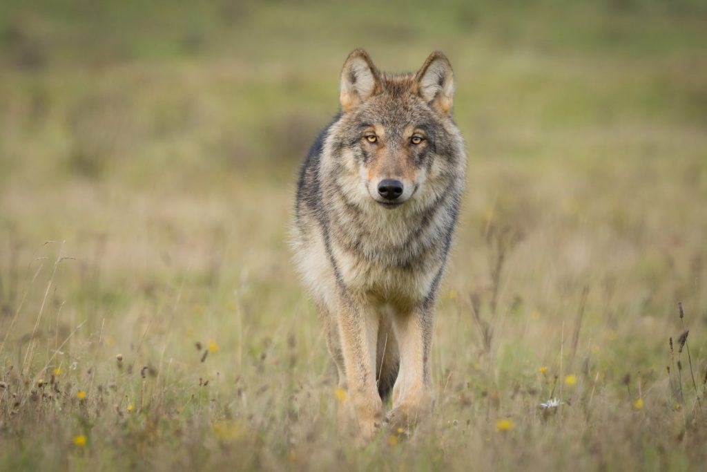 Grey Wolf in the Dutch nature.