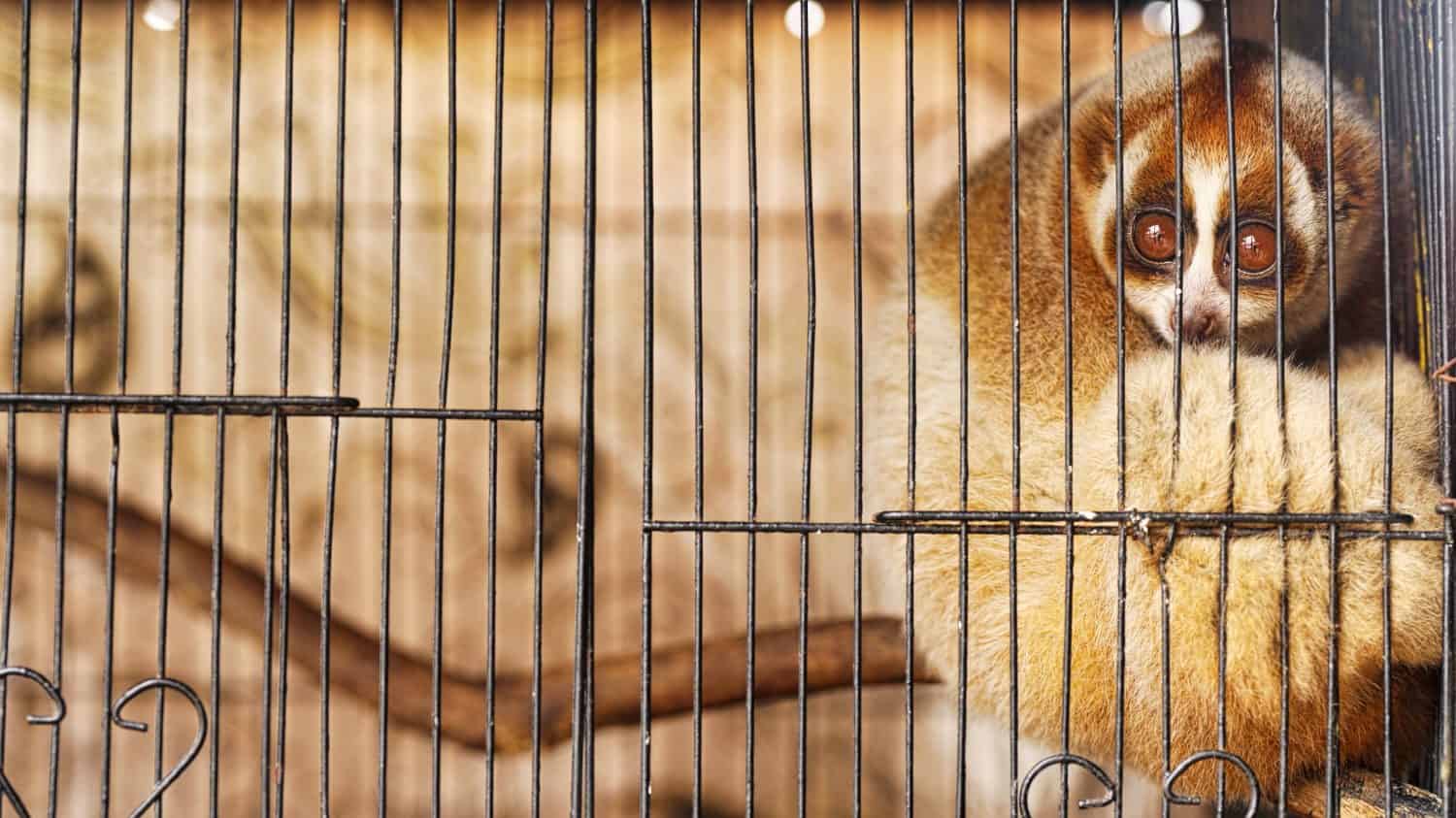 Sumatran slow loris, nycticebus hilleri, is a strepsirrhine primate native to sumatra, indonesia, endangered species, caged wild animal