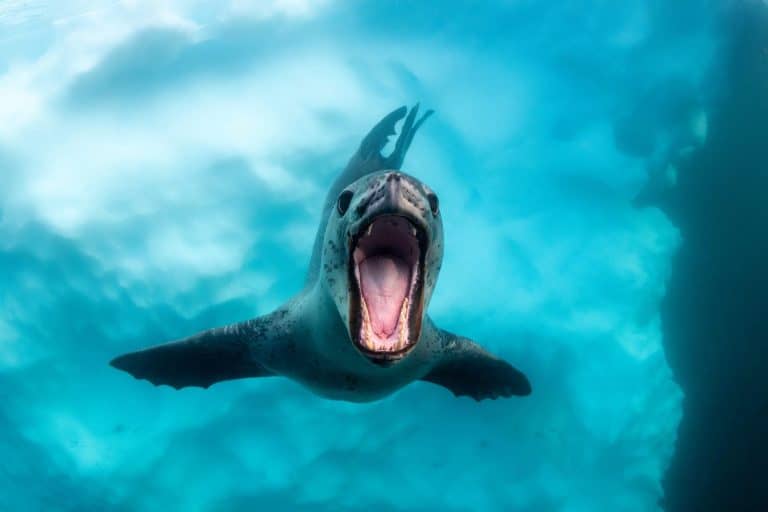 Leopard seal aggressive behavior, Antarctica.