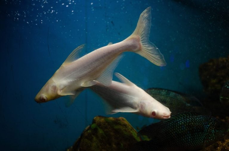 Swai Fish
